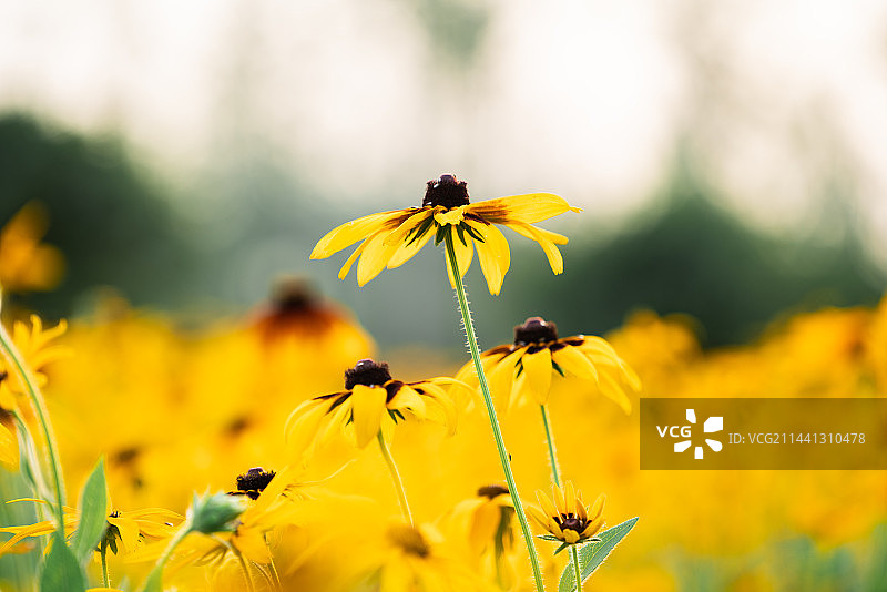 黑心金光菊特写图片素材