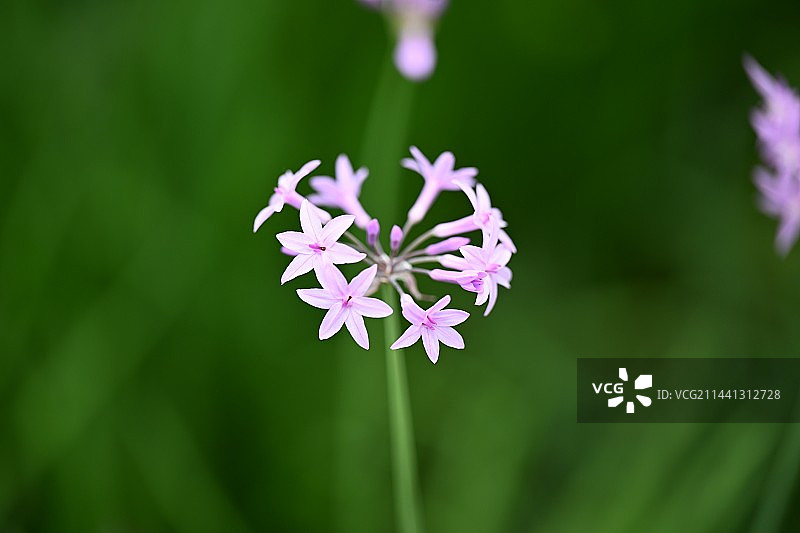 紫色流星花图片素材