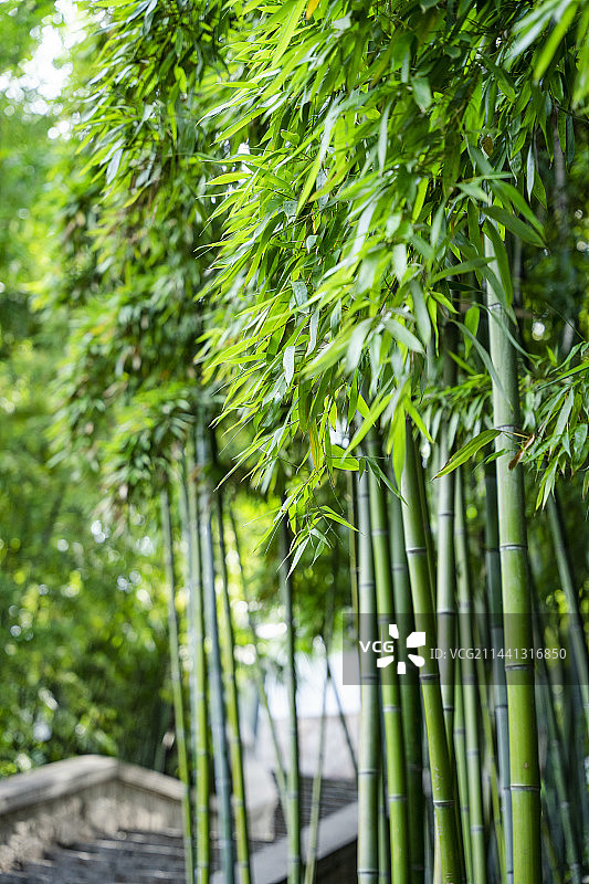 夏天翠绿的竹子图片素材