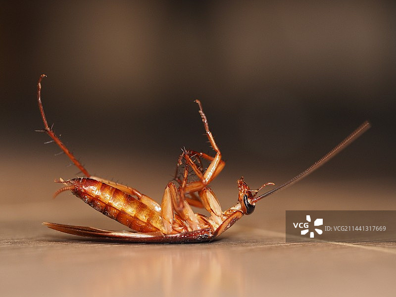 蟑螂之死图片素材