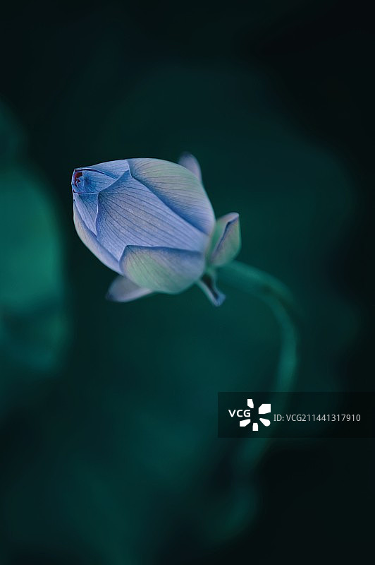 荷花开了图片素材