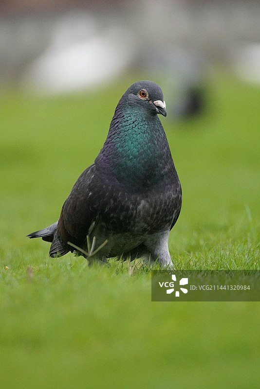 草地上的鸽子组图图片素材