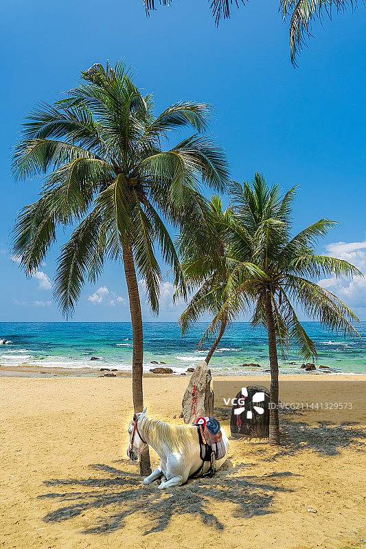 海南岛海边椰树下一匹白马图片素材
