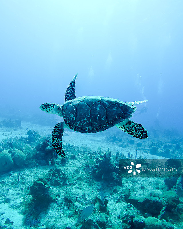 一只海龟图片素材