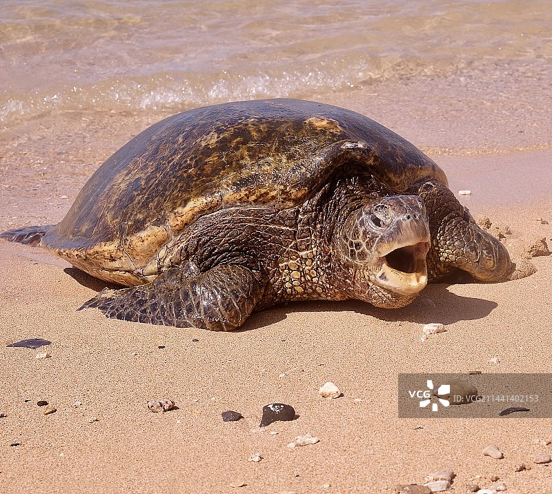 一只海龟图片素材