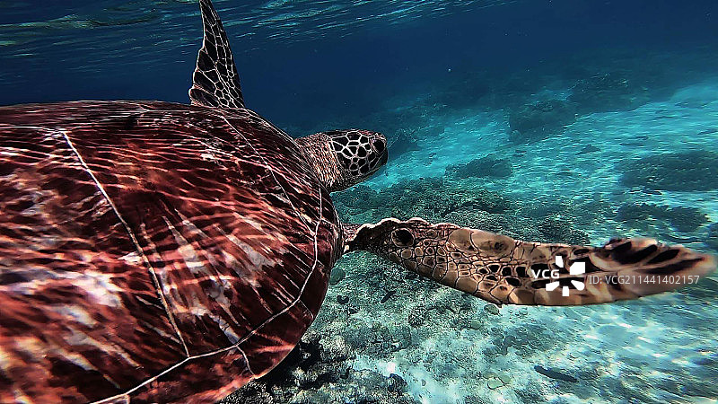 大海龟海底图片素材