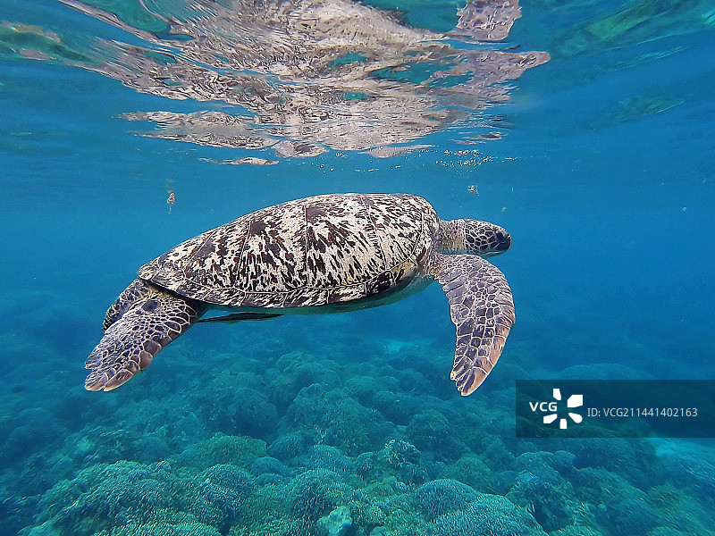一只海龟图片素材
