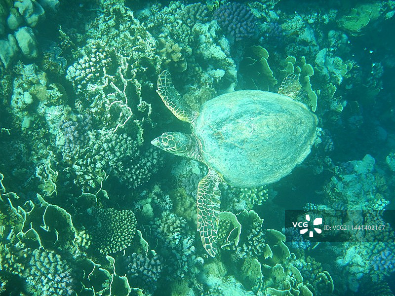 一只海龟图片素材