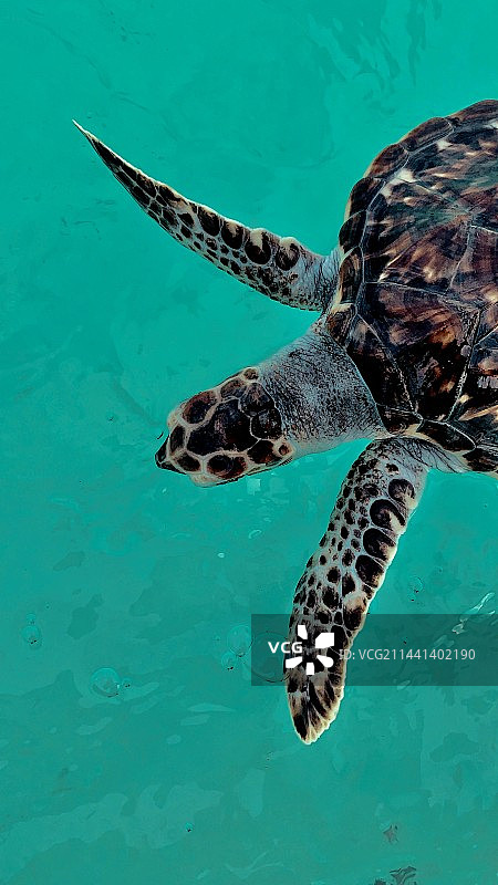 一只海龟图片素材