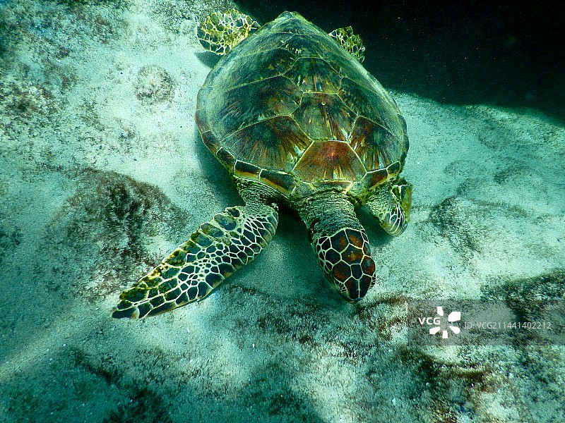 一只海龟图片素材