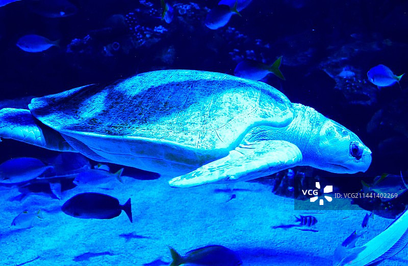 一只海龟图片素材