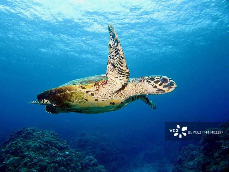 一只海龟图片素材