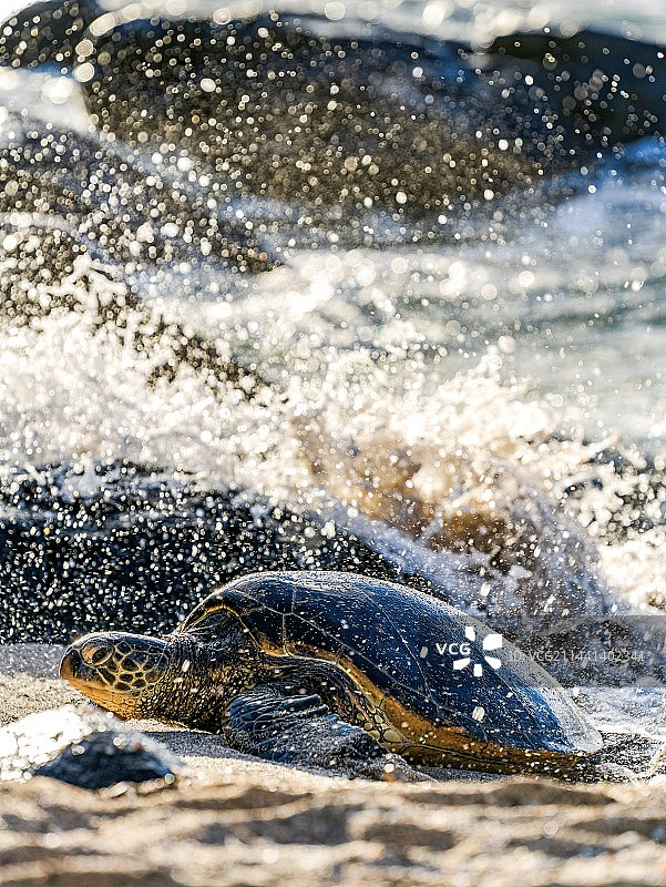 一只海龟图片素材