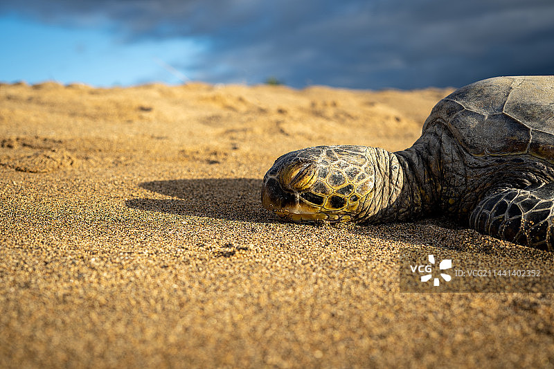 一只海龟图片素材