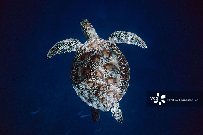 一只海龟图片素材