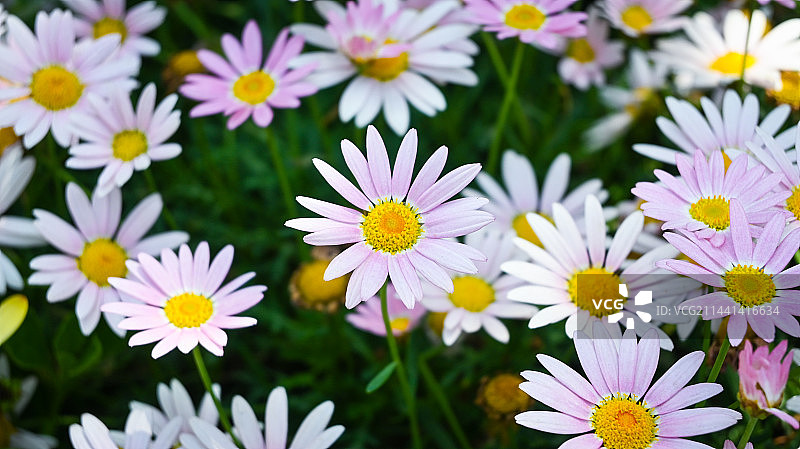 大片盛开的小雏菊图片素材