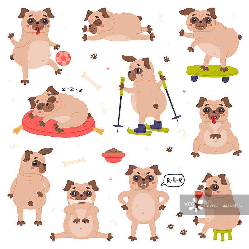 有趣的哈巴狗：面部多皱图片素材