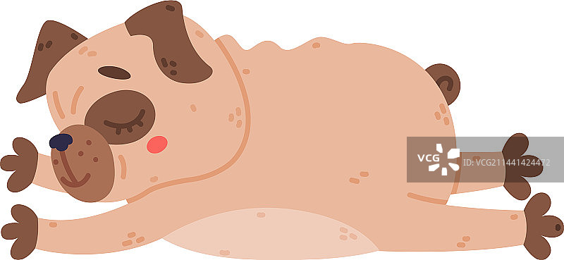 皱着脸躺着的有趣哈巴狗图片素材