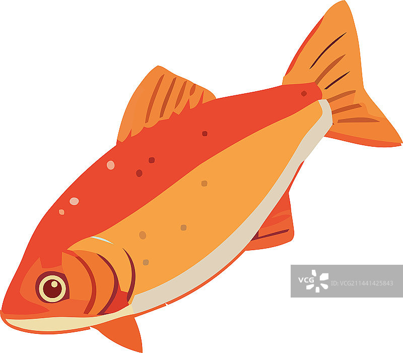 在淡水中游动的可爱金鱼图片素材