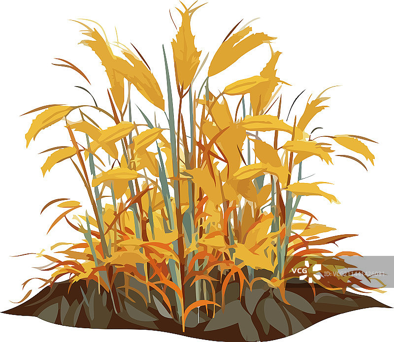 秋景中生长的新鲜黄叶图片素材