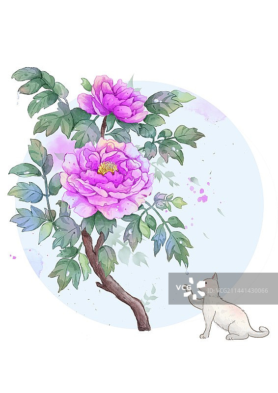 牡丹图片素材