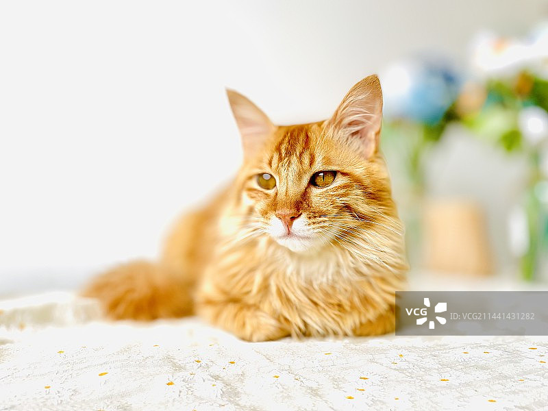 长毛橘猫特写图片素材
