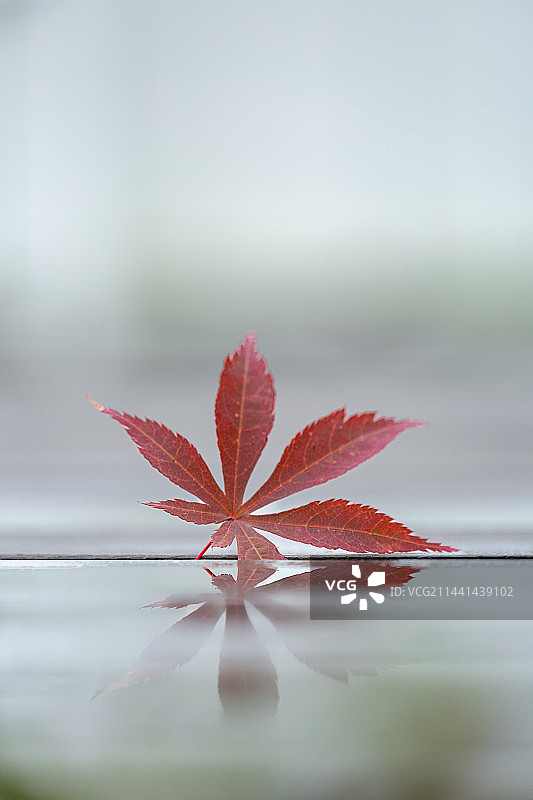 一片红色的枫叶图片素材