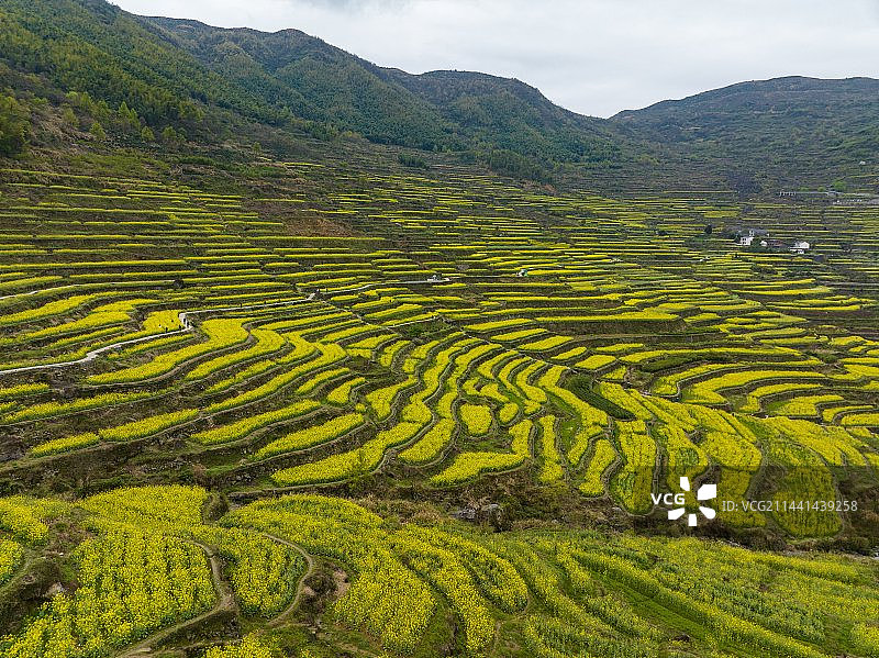 浙江绍兴覆栀山盛开的油菜花图片素材