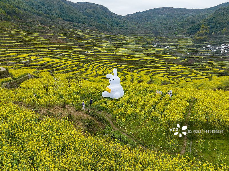 浙江绍兴覆栀山盛开的油菜花图片素材