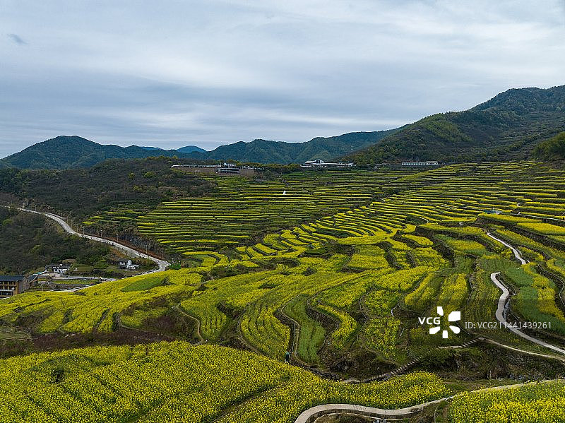 浙江绍兴覆栀山盛开的油菜花图片素材