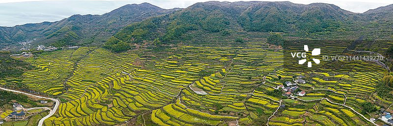 浙江绍兴覆栀山盛开的油菜花图片素材