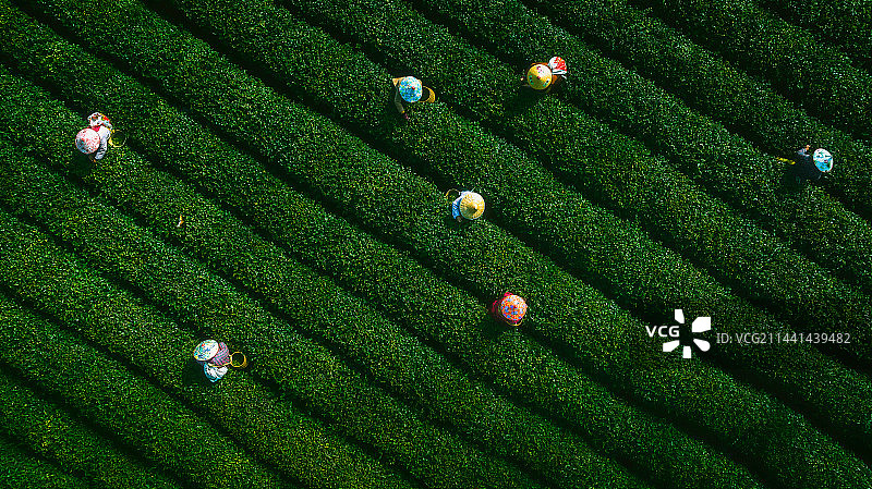 杭州茶园2图片素材