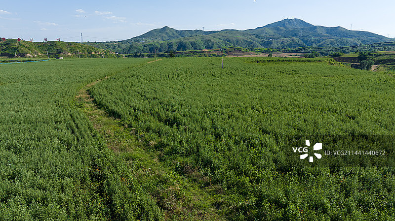 现代农业艾草中药材种植图片素材