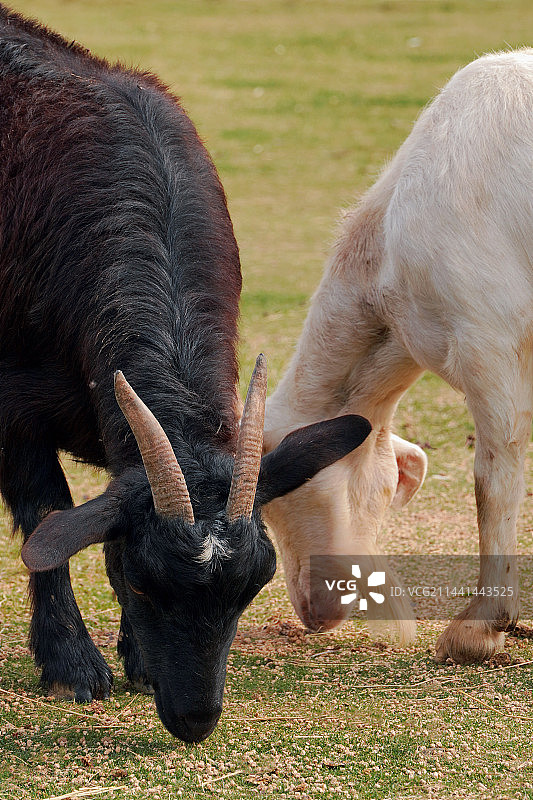 动物园图片素材