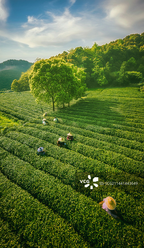 杭州茶园7图片素材