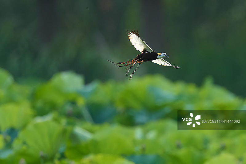 黄昏，一只飞过荷塘的水雉。图片素材
