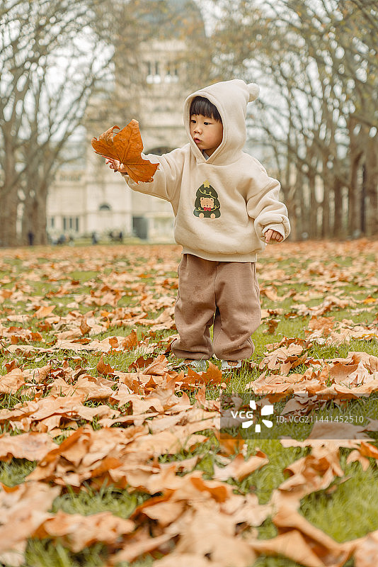 墨尔本皇家博物馆前草坪处小男孩寻找落叶图片素材