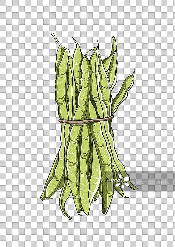 四季豆蔬菜食物插画元素图片素材