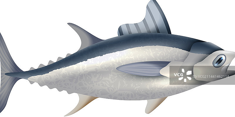 逼真的长鳍金枪鱼图片素材