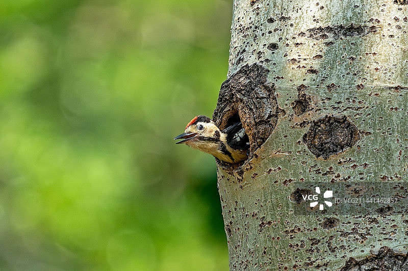 大斑啄木鸟图片素材