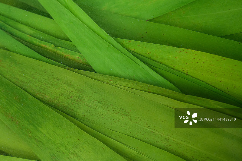 端午节的粽子与粽叶图片素材