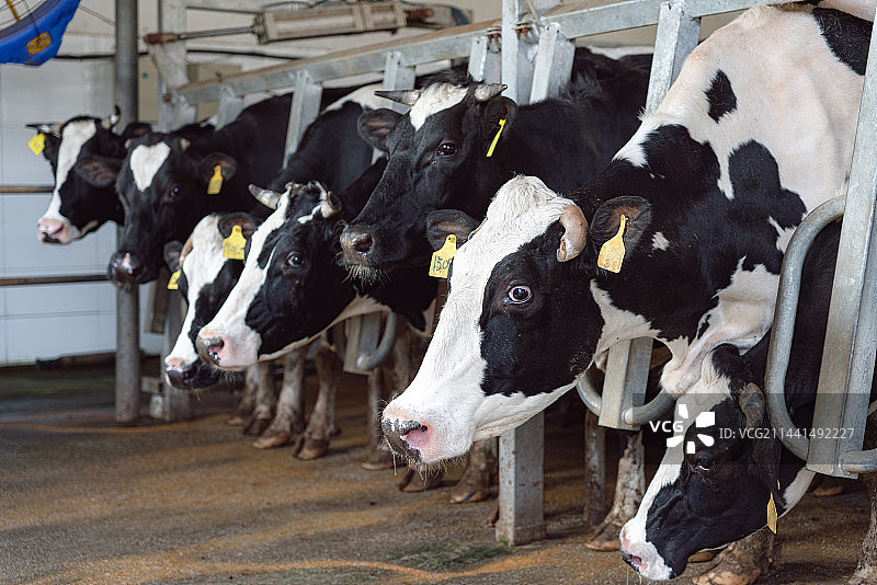 奶牛场图片素材