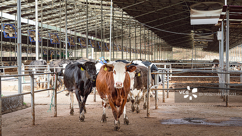 奶牛场图片素材