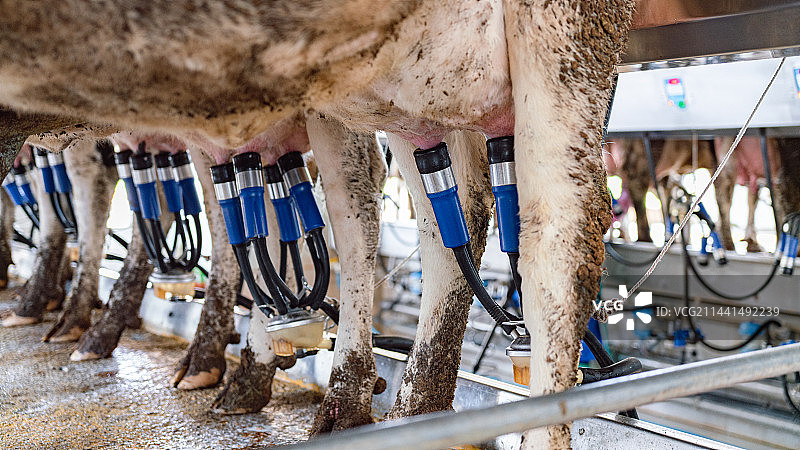 奶牛场图片素材