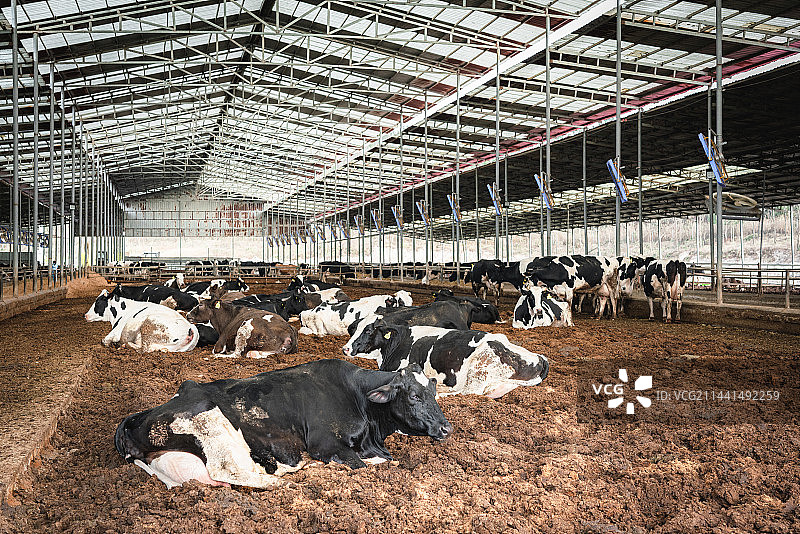 奶牛场图片素材