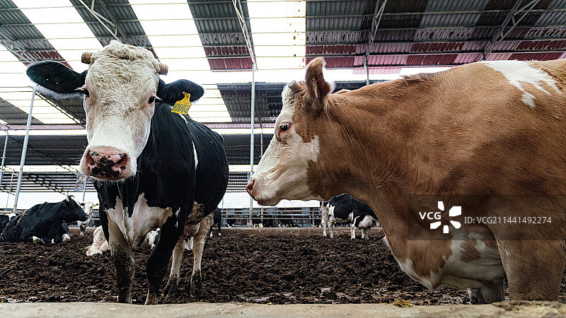 奶牛场图片素材