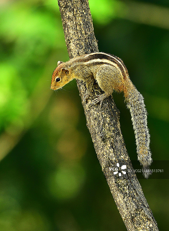 松鼠长着一双乌黑的圆溜溜的大眼睛，特别有神。在夏天时松鼠全身图片素材