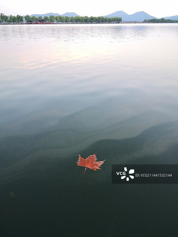 杭州西湖水面上漂浮的树叶的高角度视图图片素材
