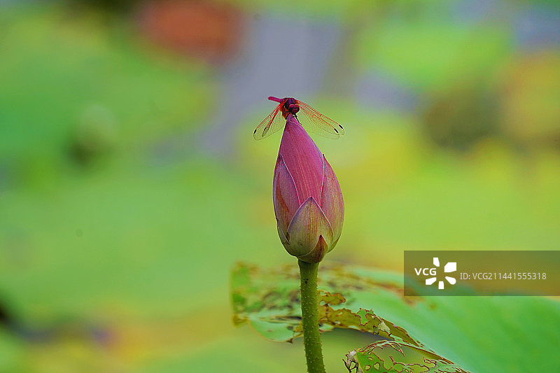 荷花苞上的红蜻蜓图片素材