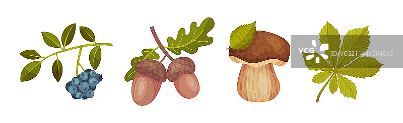 森林植物元素，含浆果、树枝和橡子图片素材